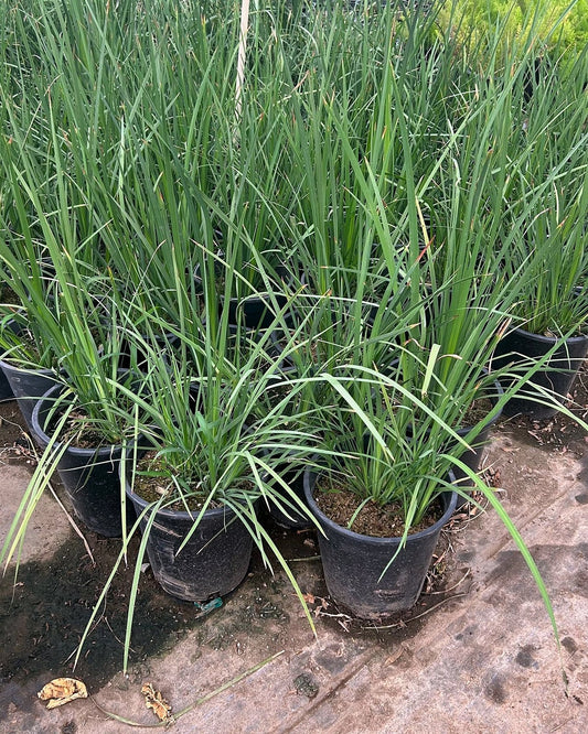 Bicolor Iris (yellow)