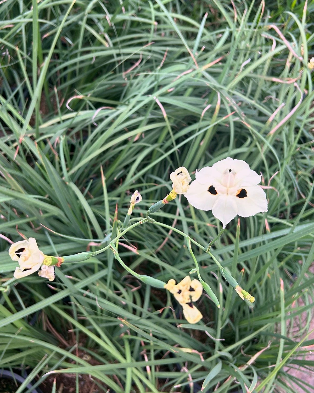 Bicolor Iris (yellow)