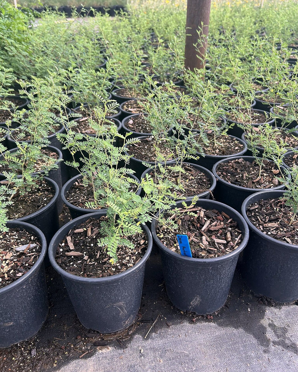 Black Dalea