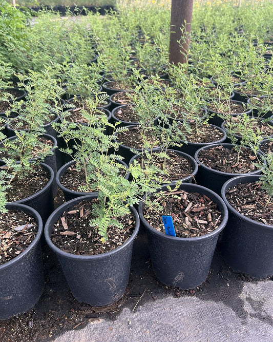 Black Dalea