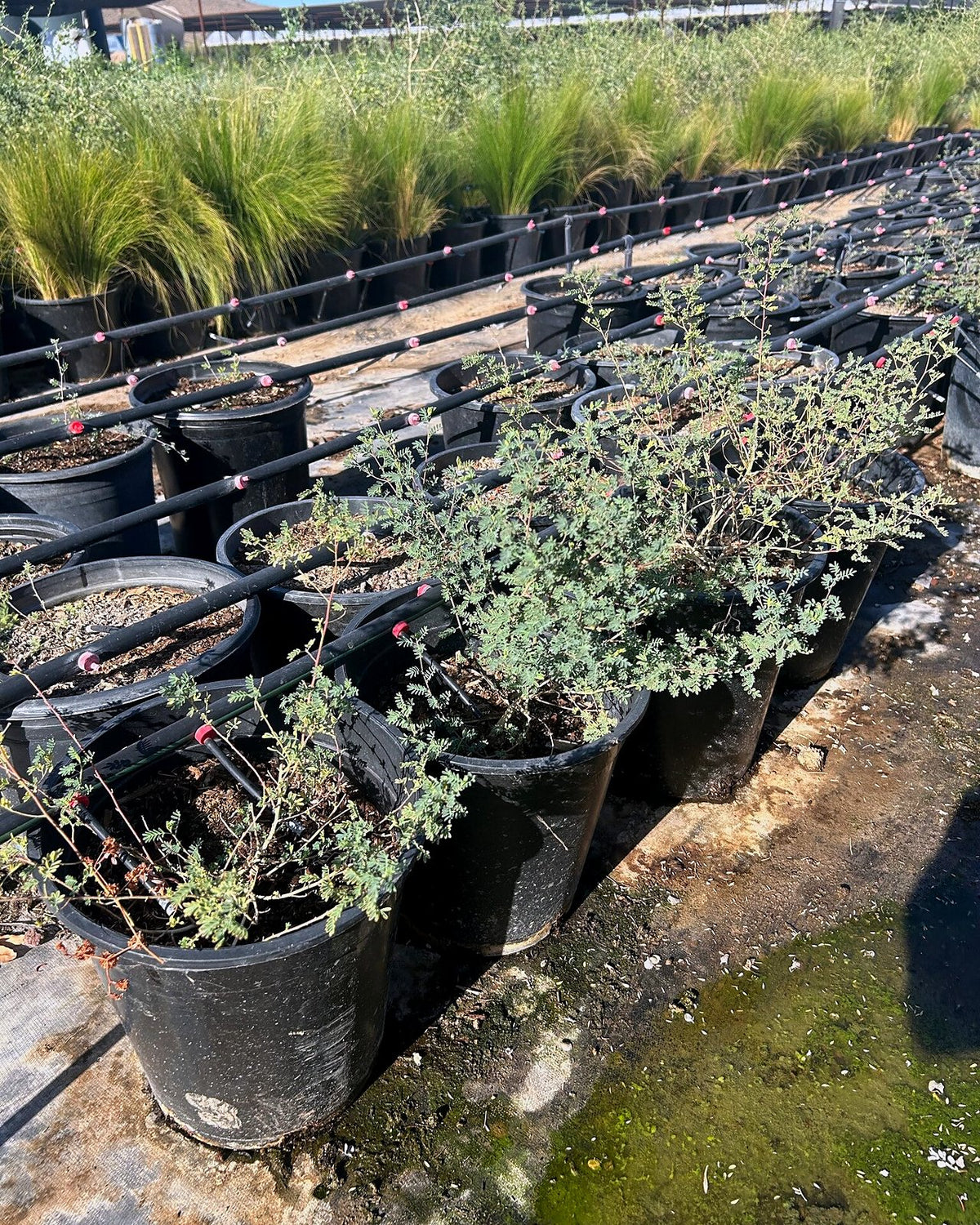 Black Dalea