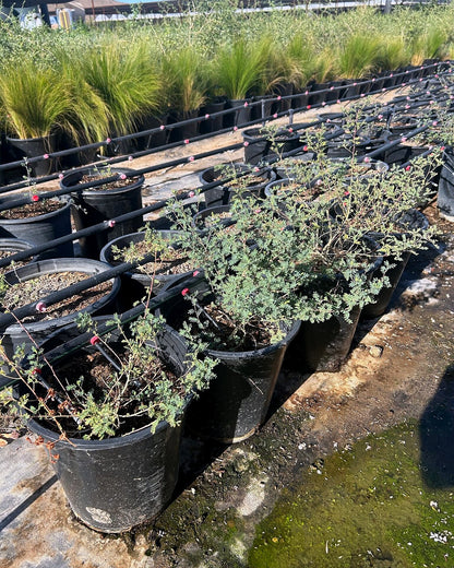 Black Dalea