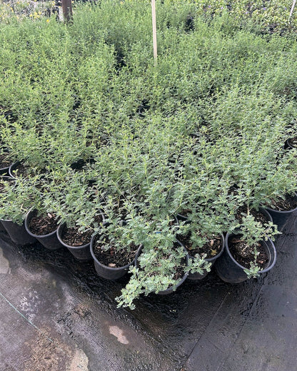 Black Dalea
