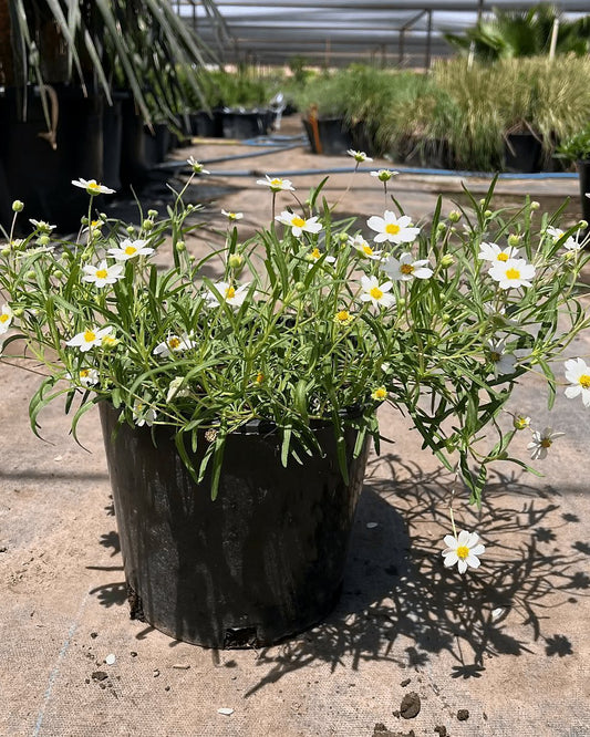 Blackfoot Daisy