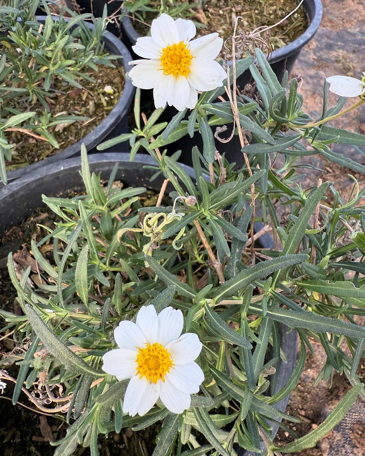 Blackfoot Daisy