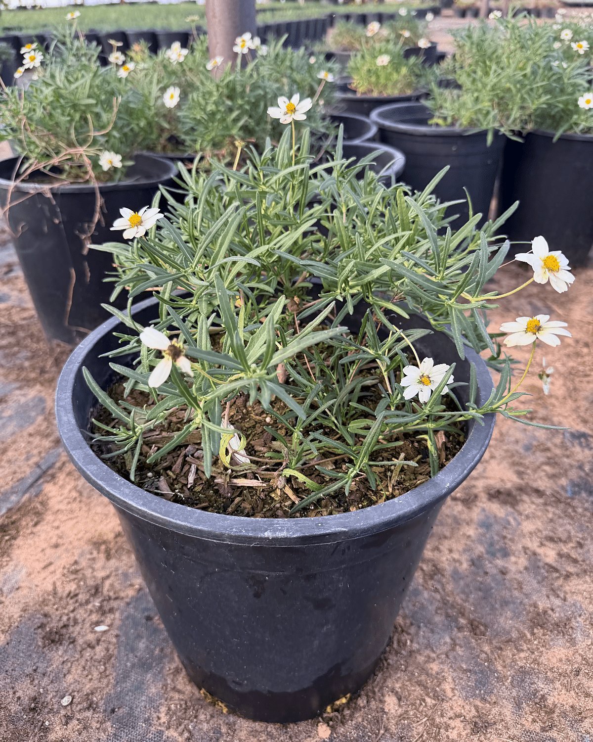 Blackfoot Daisy