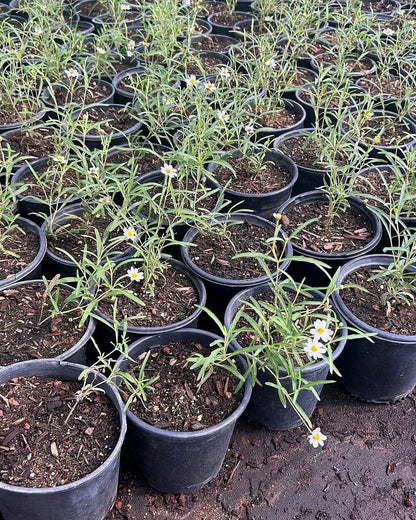 Blackfoot Daisy