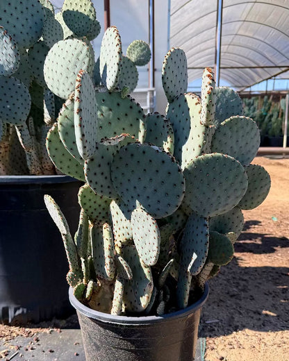Blind Prickly Pear
