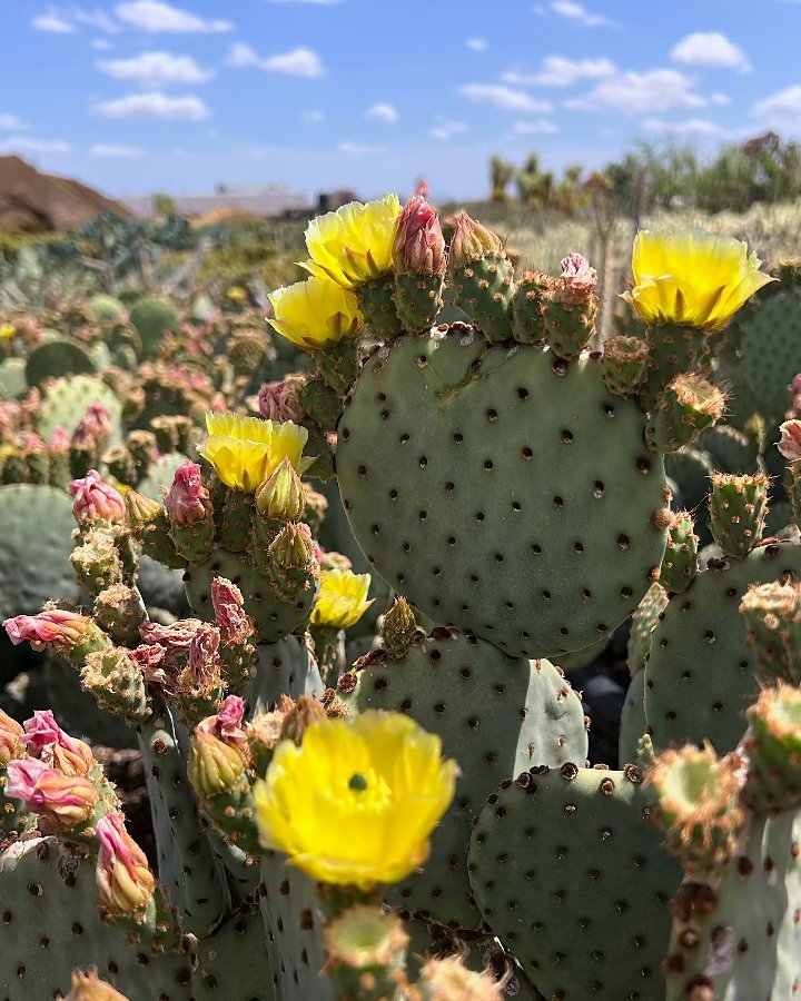 Blind Prickly Pear