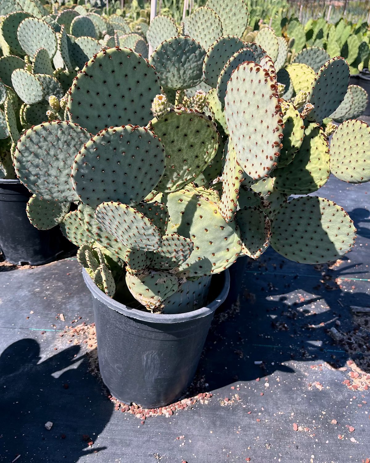 Blind Prickly Pear