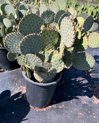 Blind Prickly Pear