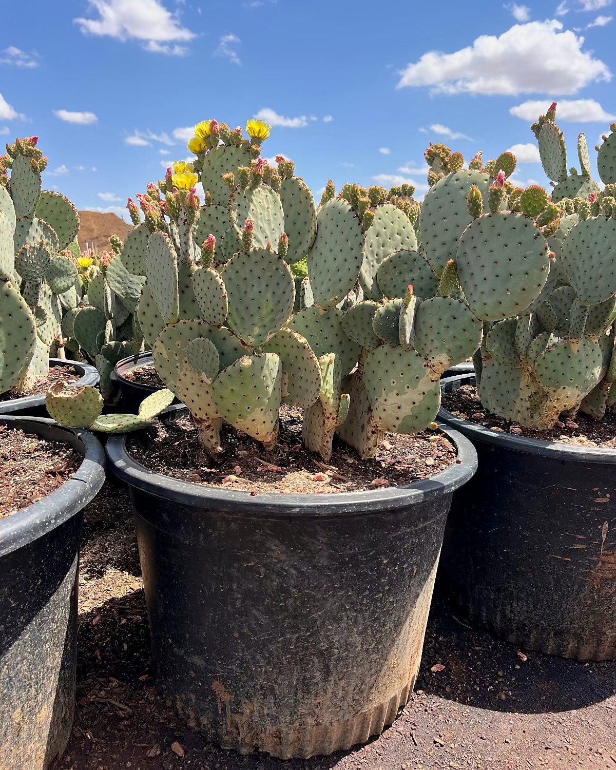 Blind Prickly Pear