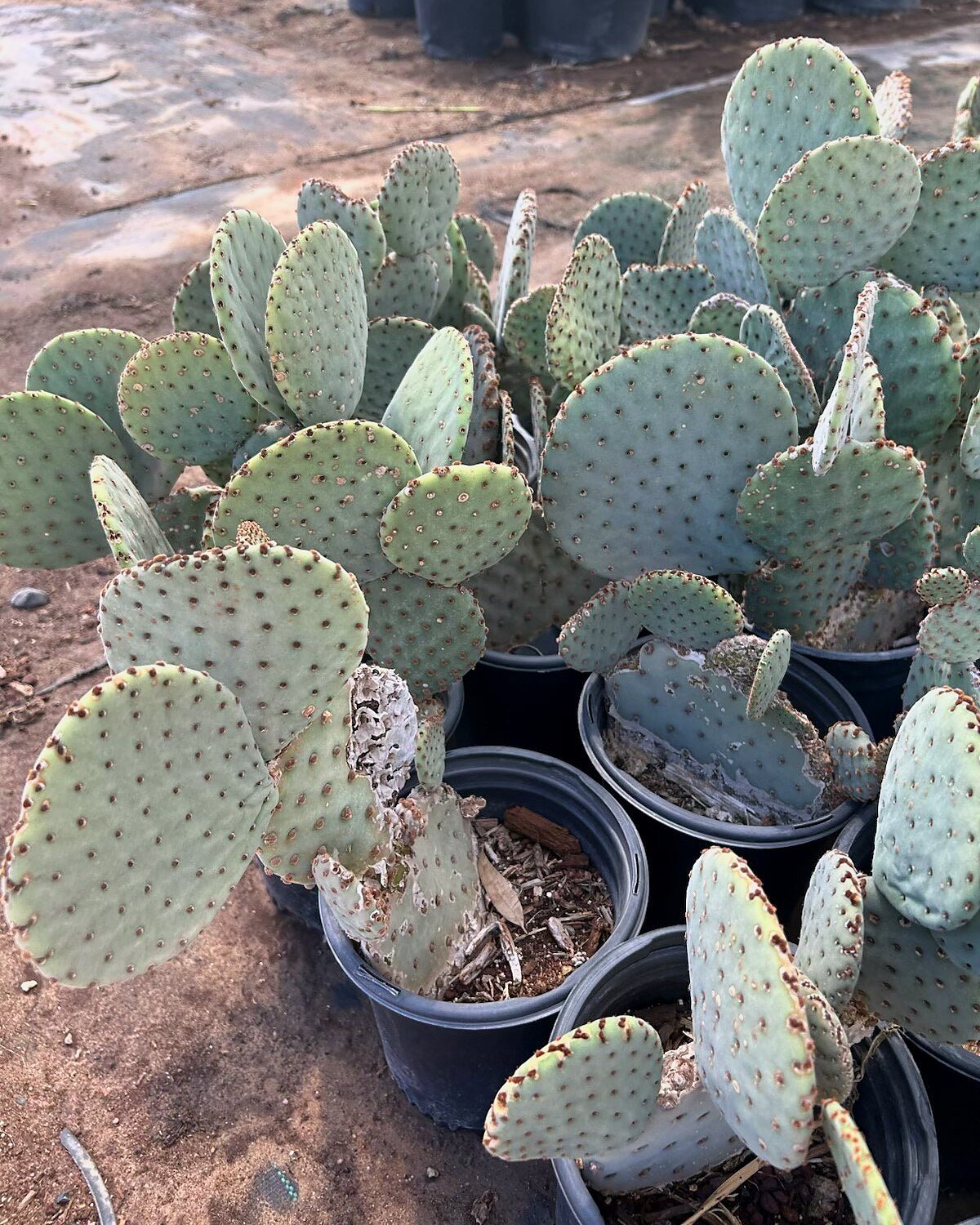 Blind Prickly Pear