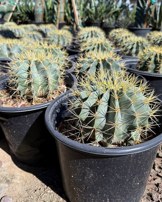 Blue Barrel