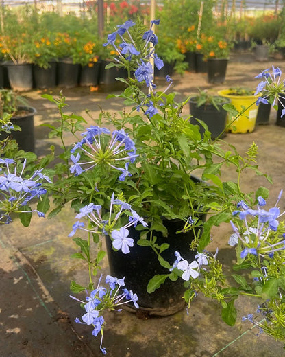 Blue Cape Plumbago