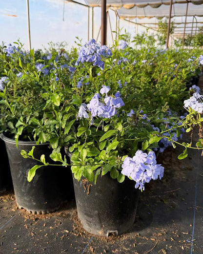 Blue Cape Plumbago