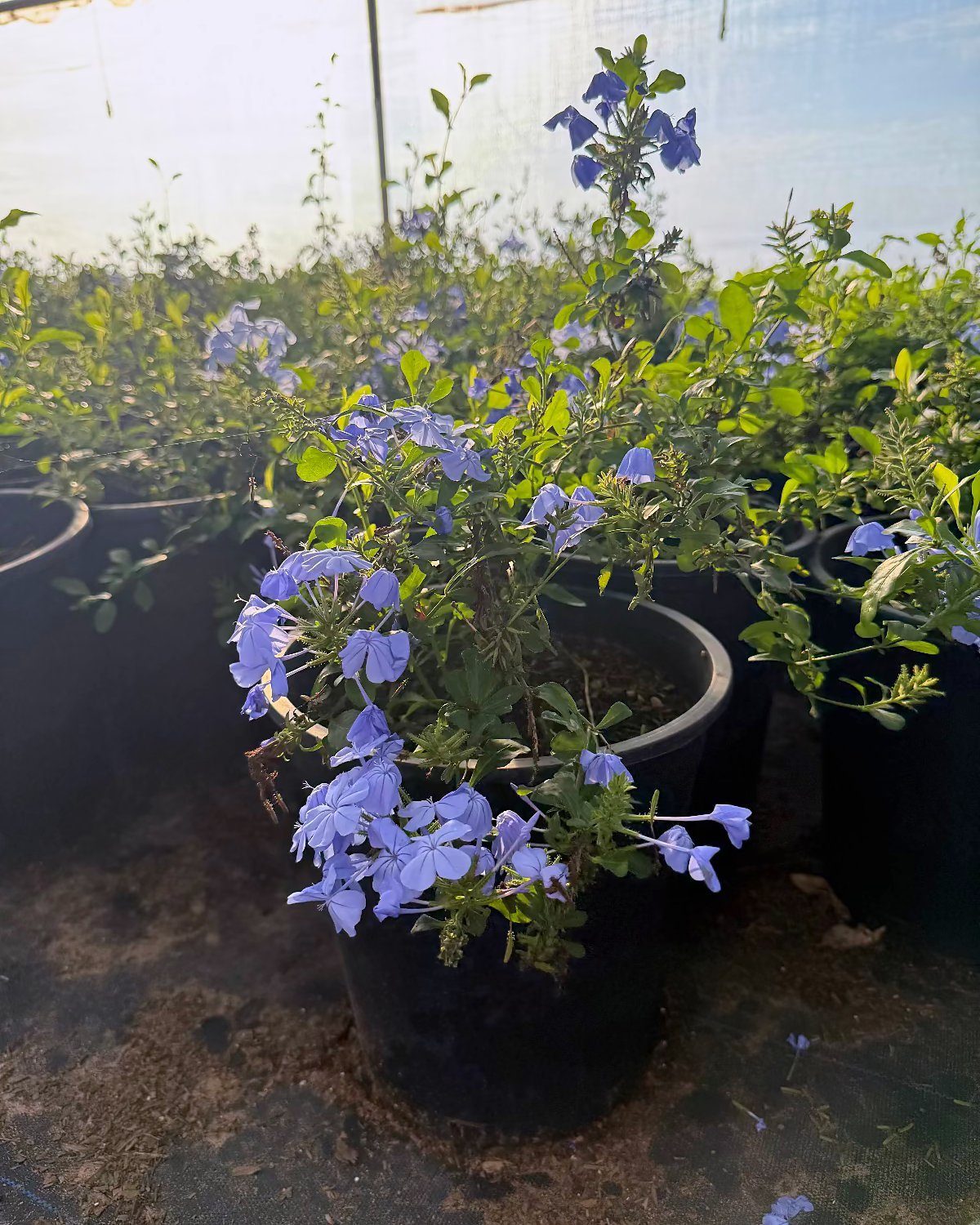 Blue Cape Plumbago