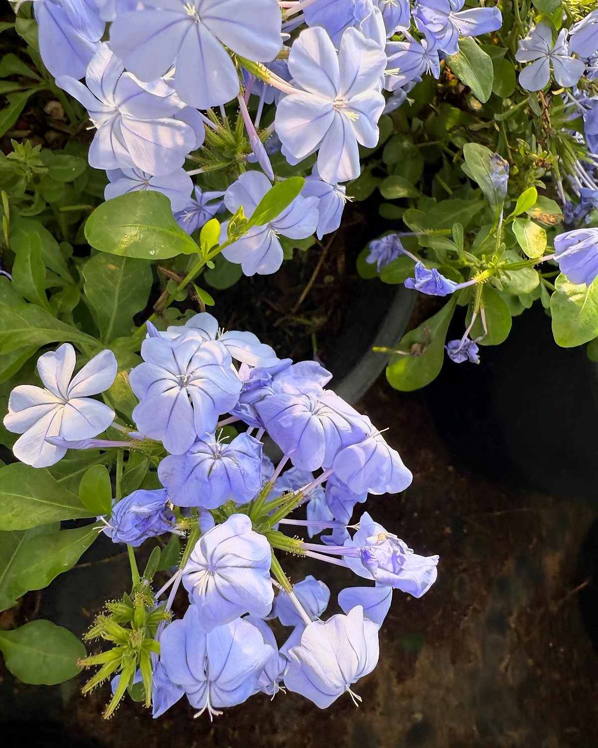 Blue Cape Plumbago