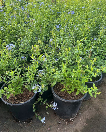 Blue Cape Plumbago