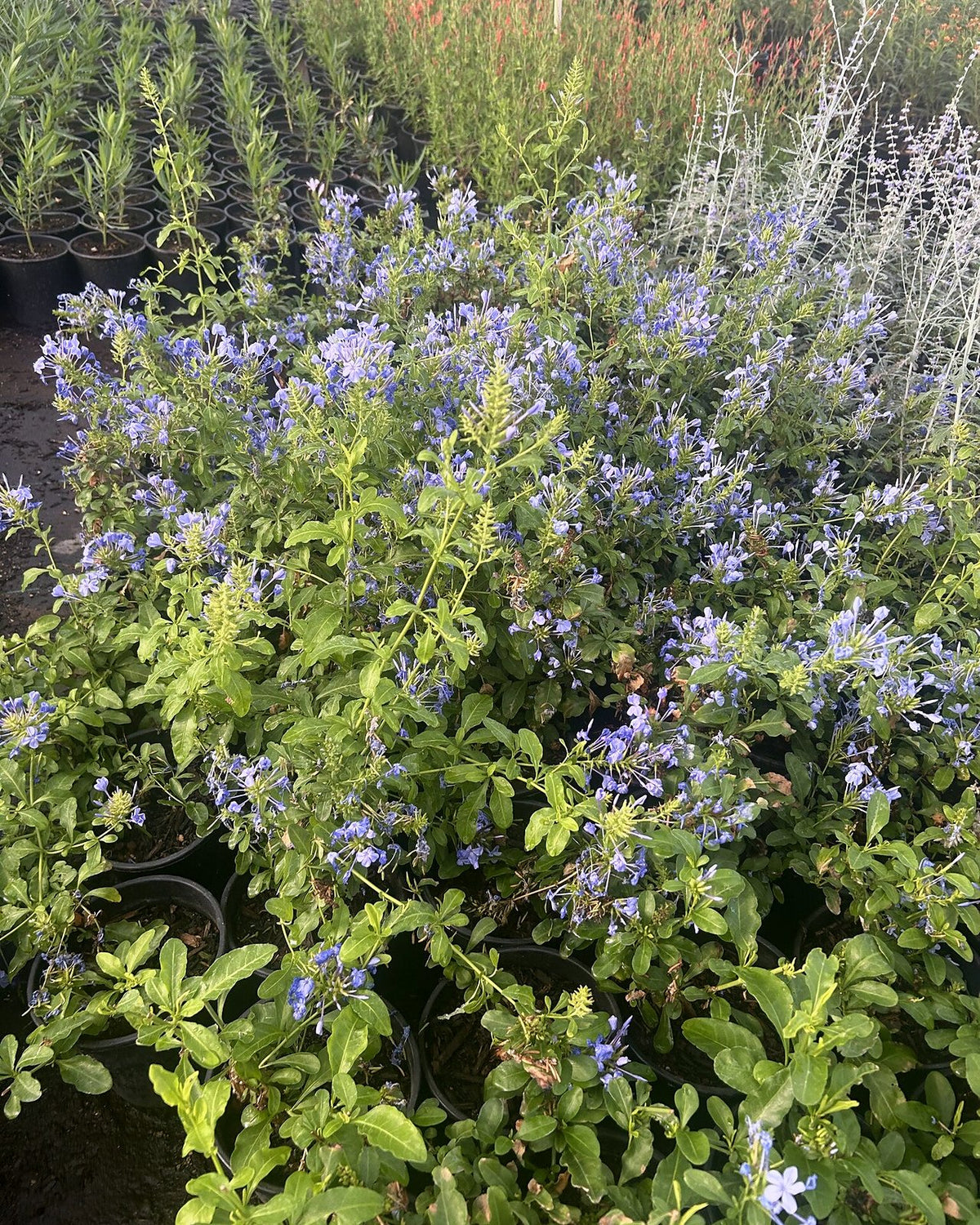 Blue Cape Plumbago