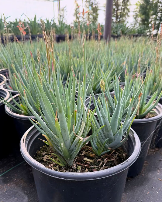Blue Elf Aloe