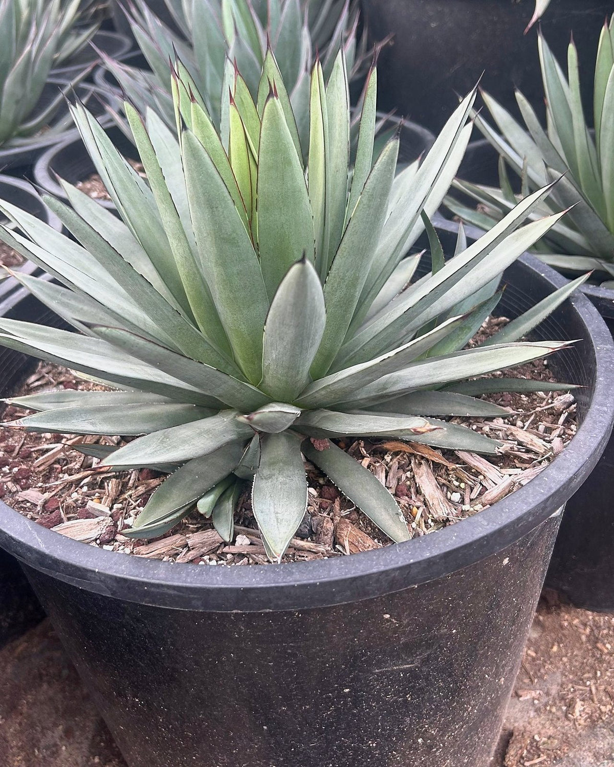 Blue Ember Agave