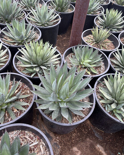 Blue Ember Agave