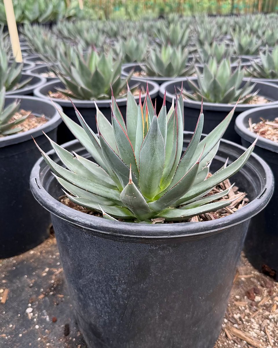 Blue Ember Agave