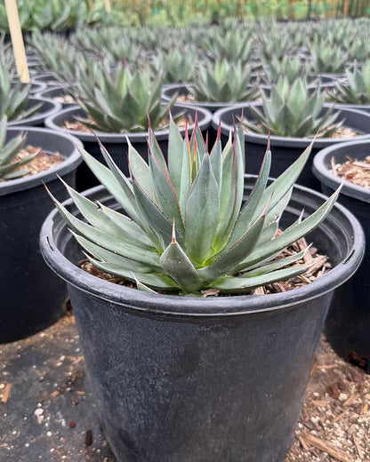 Blue Ember Agave