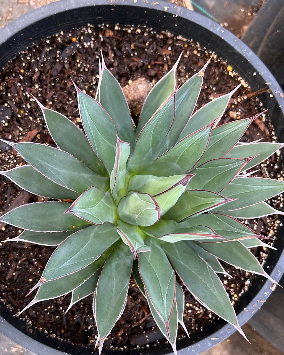 Blue Ember Agave