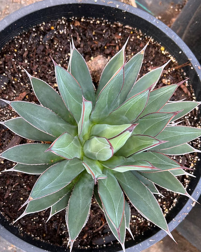 Blue Ember Agave