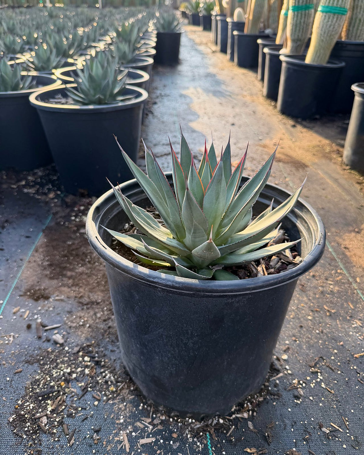 Blue Ember Agave