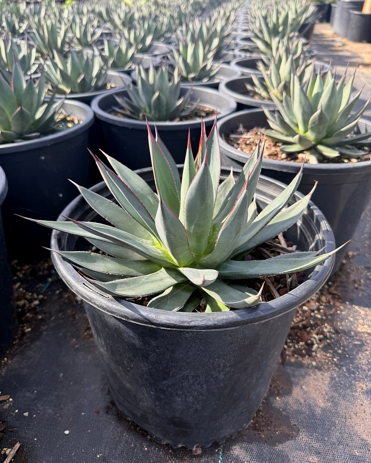 Blue Ember Agave