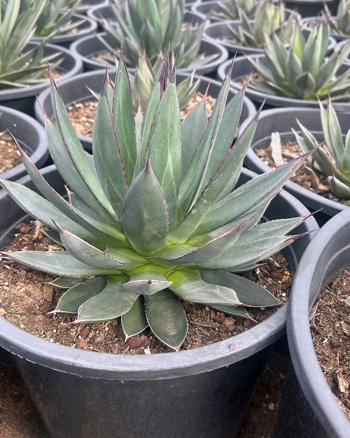 Blue Ember Agave