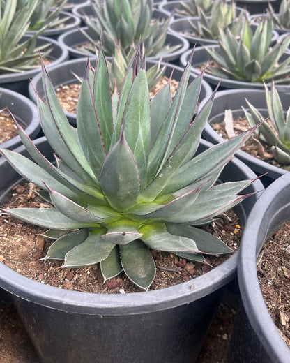 Blue Ember Agave