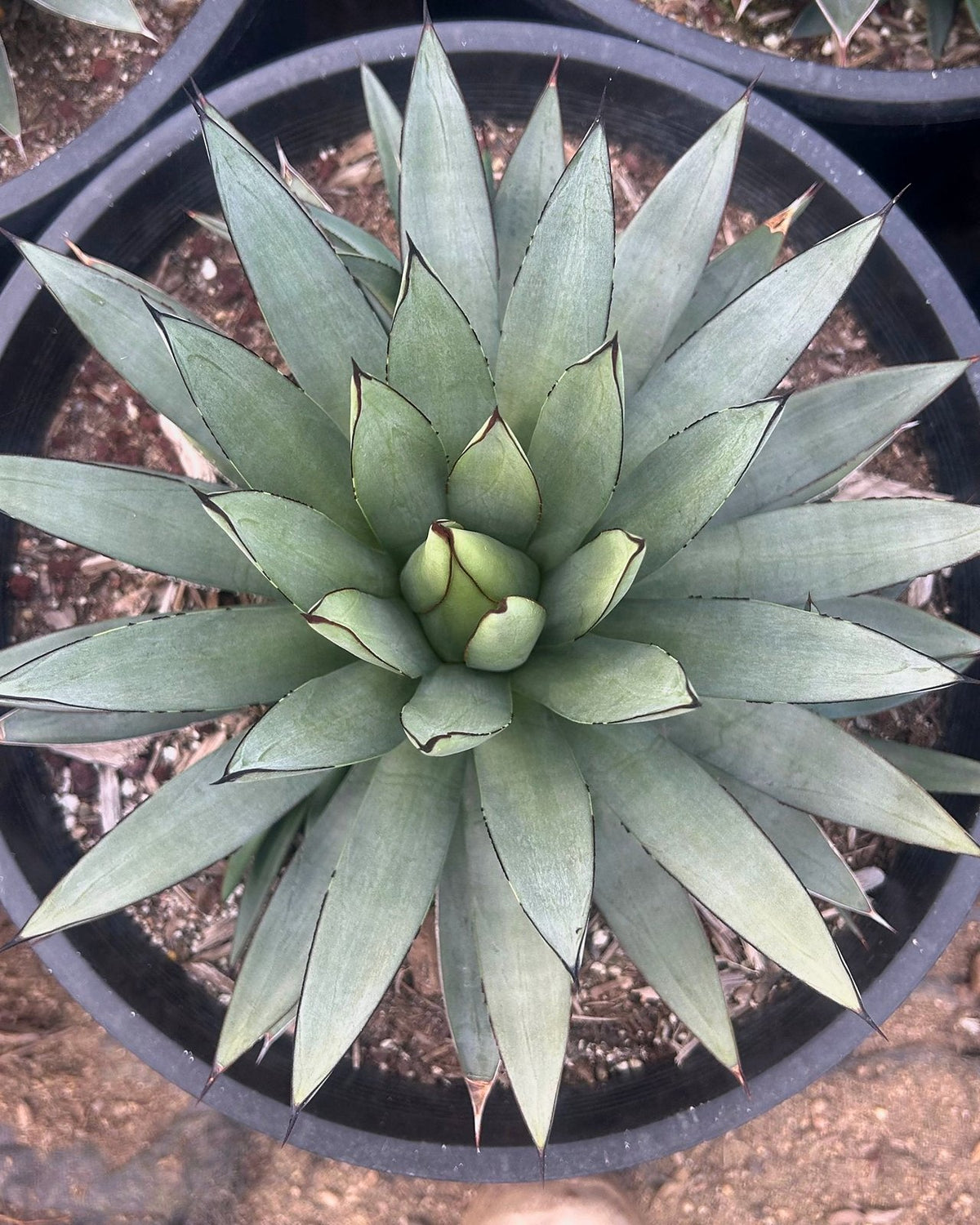 Blue Ember Agave