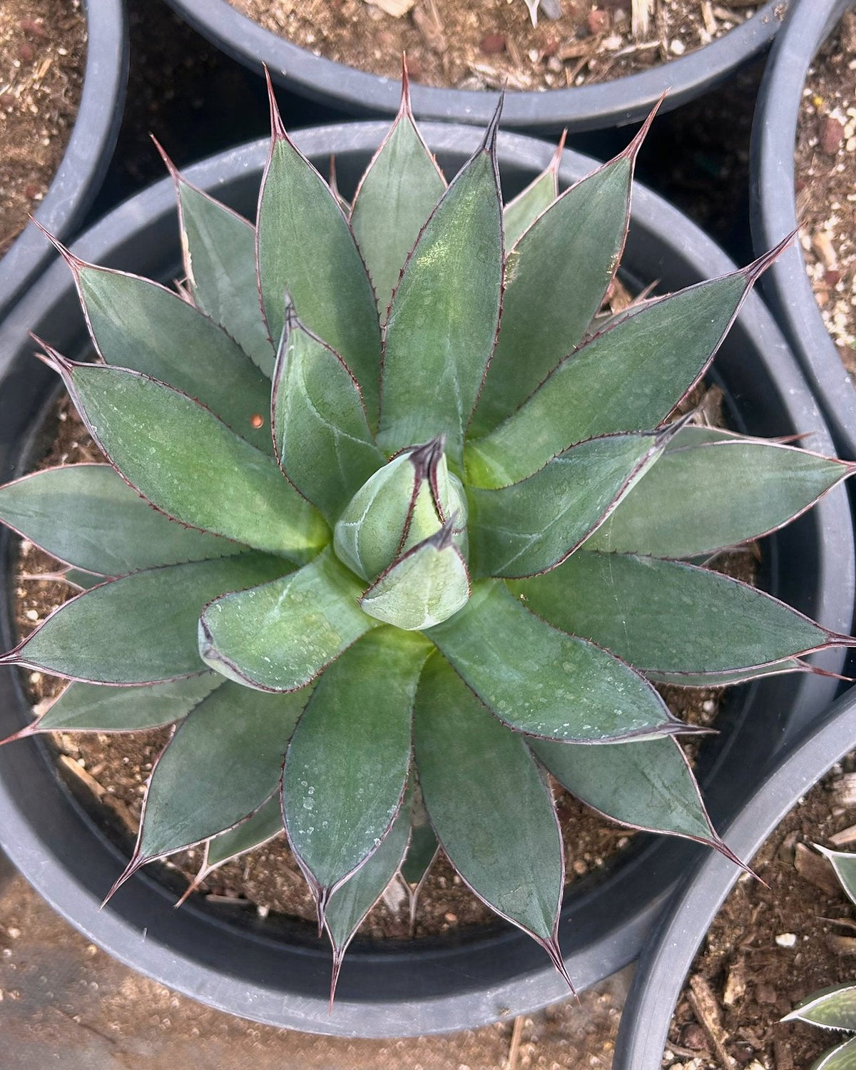 Blue Ember Agave
