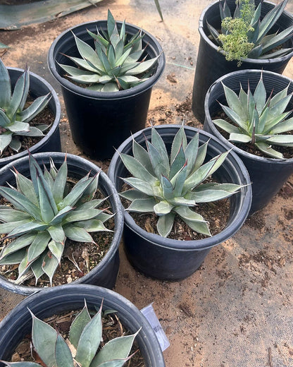 Blue Ember Agave