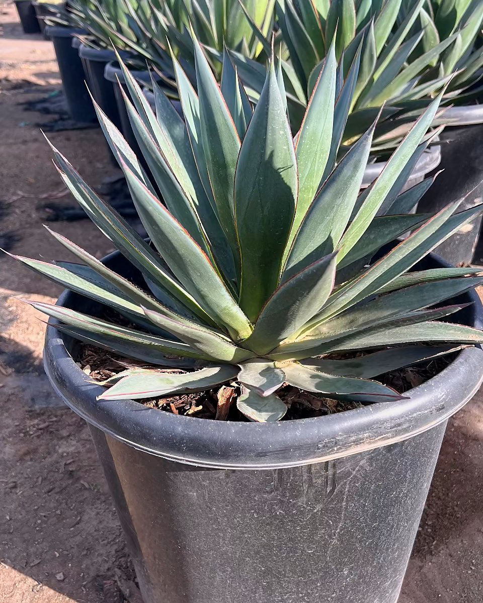 Blue Glow Agave