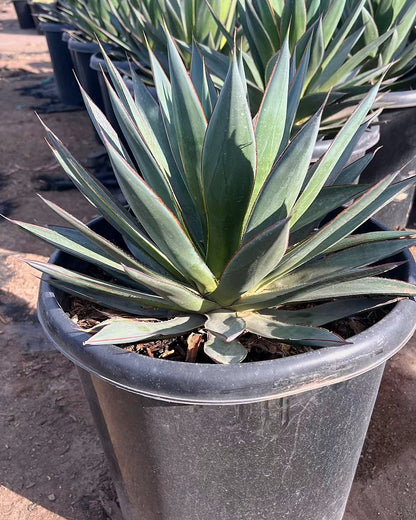 Blue Glow Agave