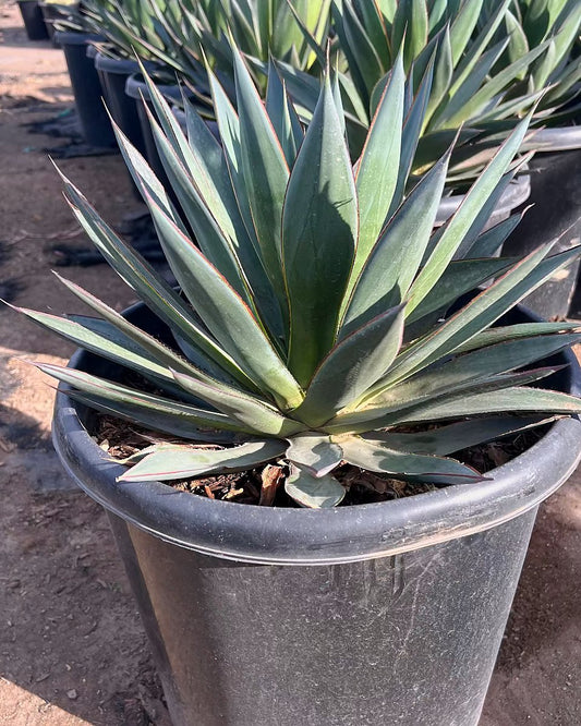 Blue Glow Agave