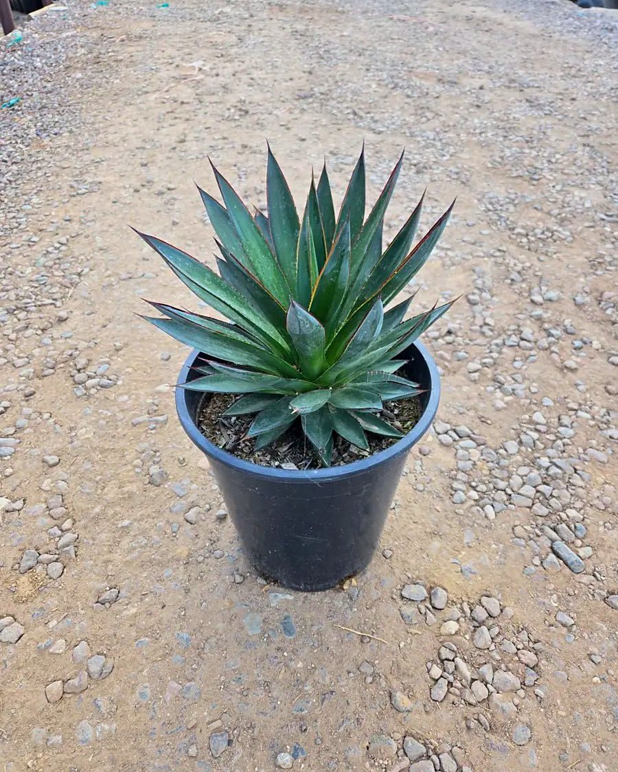Buy Blue Glow Agave Phoenix, AZ | Agave 'Blue Glow' | Three