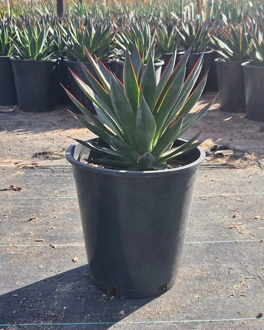Blue Glow Agave