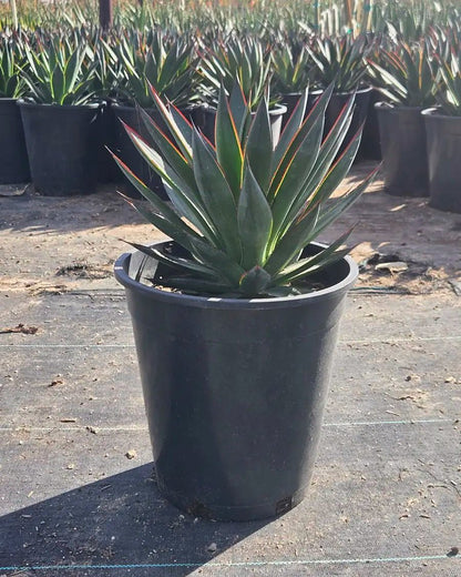 Blue Glow Agave