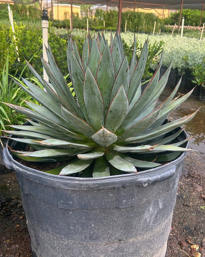Blue Glow Agave