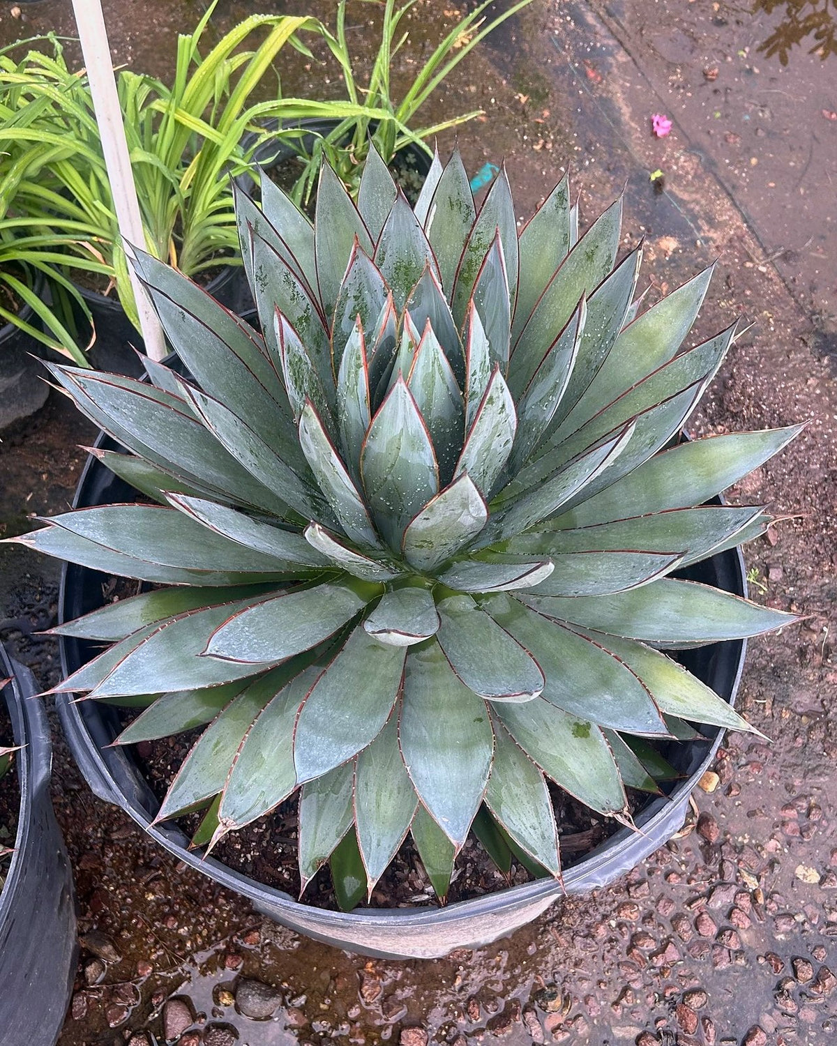 Blue Glow Agave