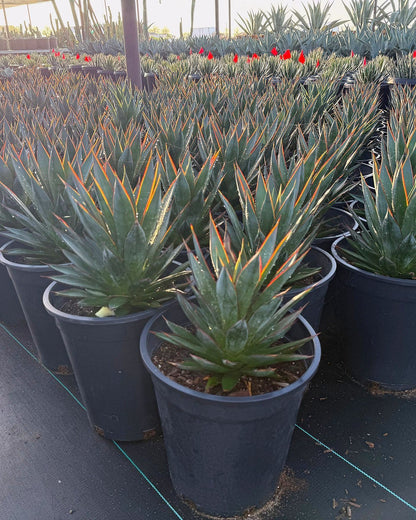 Blue Glow Agave