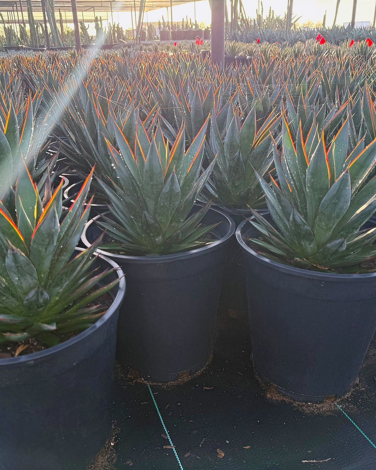 Blue Glow Agave