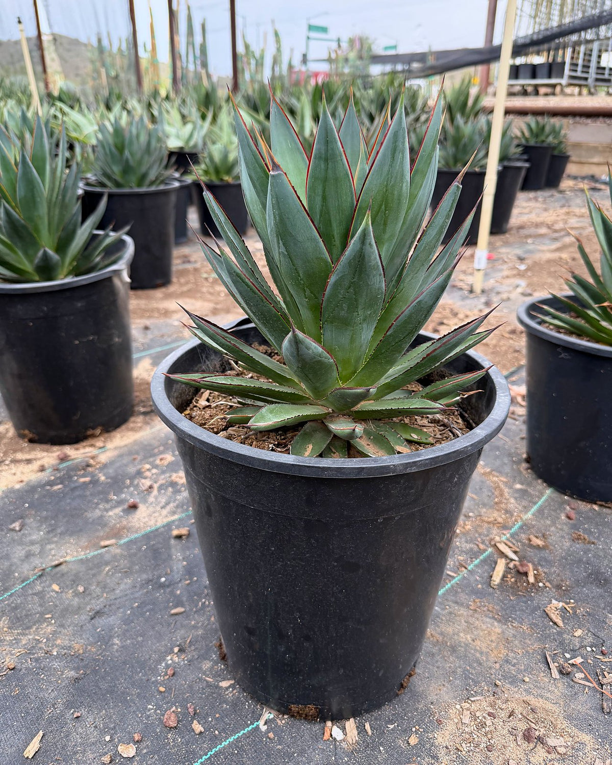 Blue Glow Agave