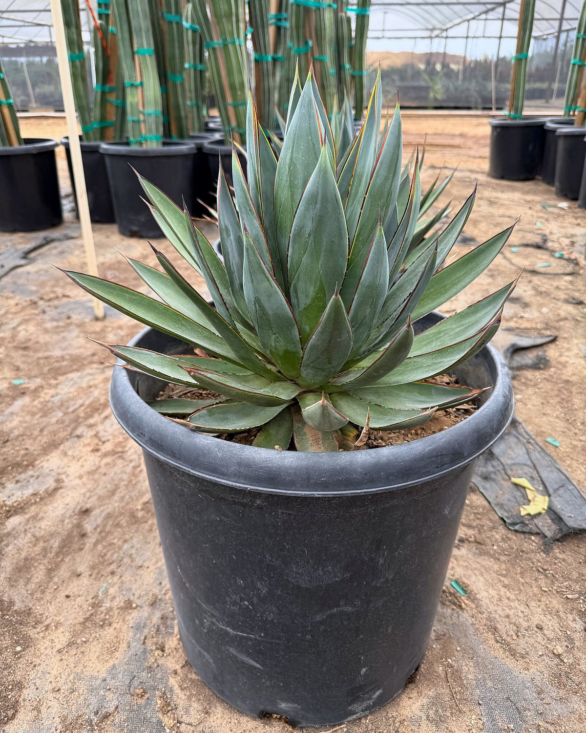 Blue Glow Agave